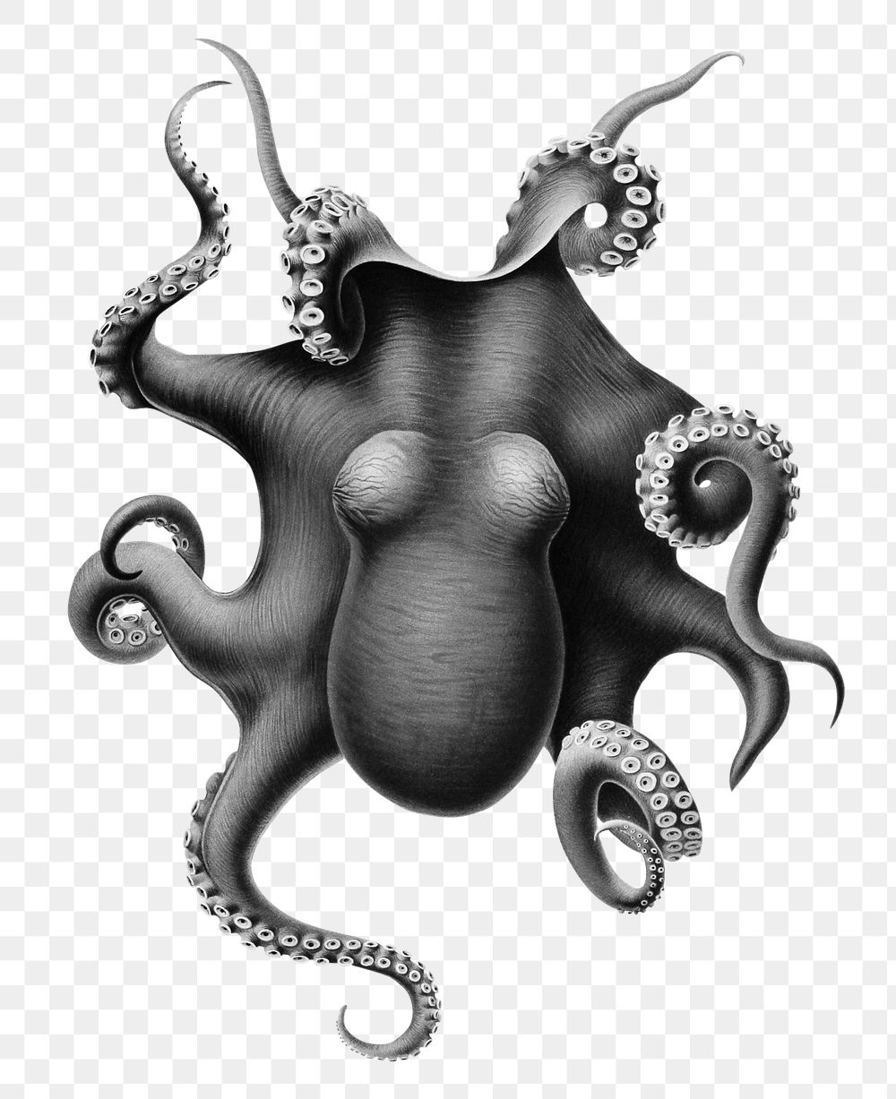 Vintage octopus png sticker, transparent background