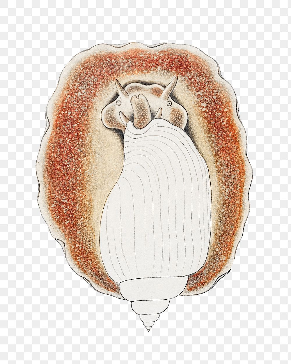 Snail png vintage illustration, transparent background