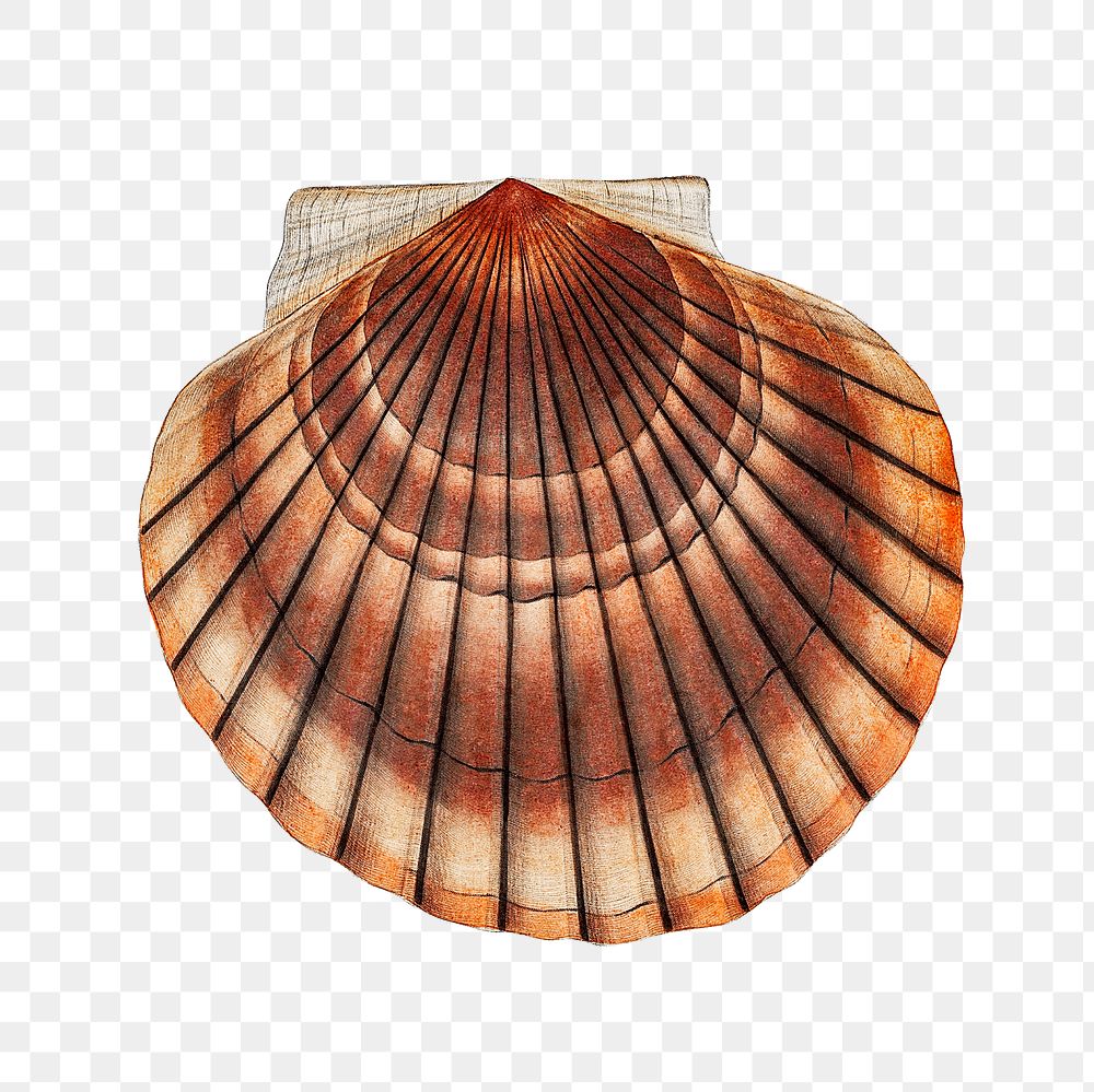 Clam shell png vintage illustration, transparent background