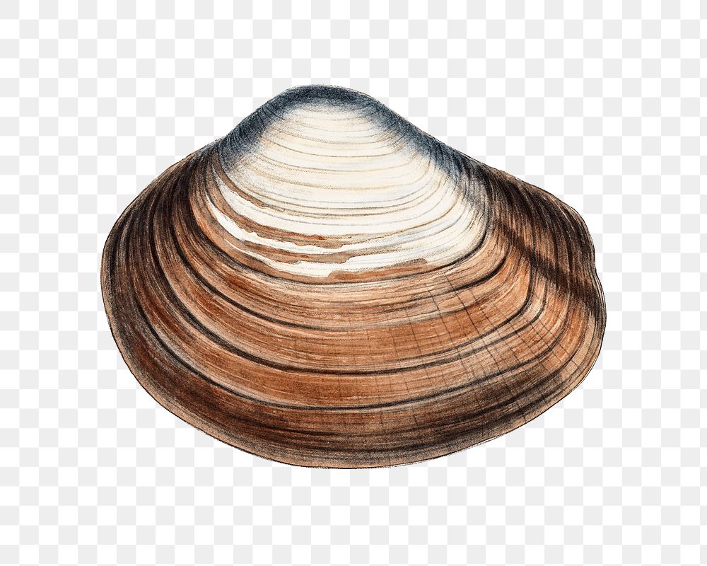 Clam shell png vintage illustration, transparent background