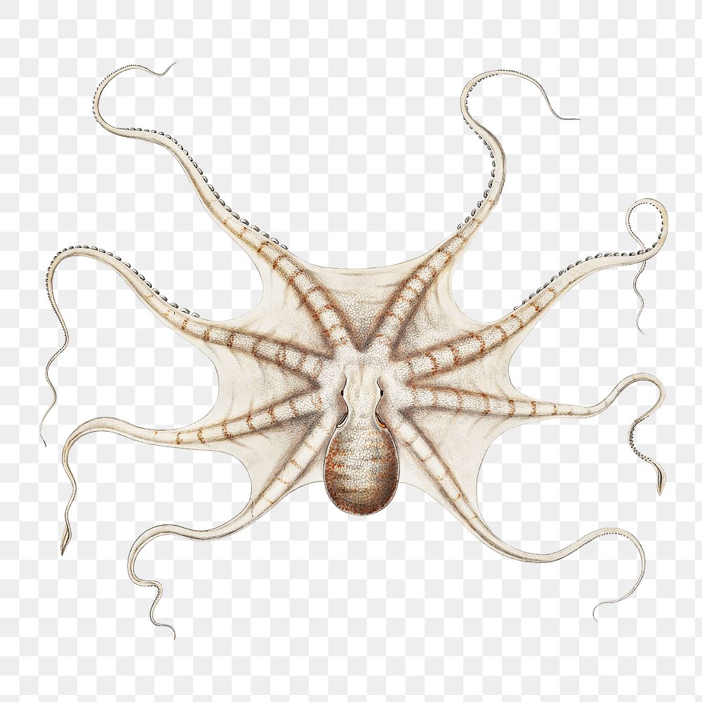 Octopus png vintage illustration, transparent background