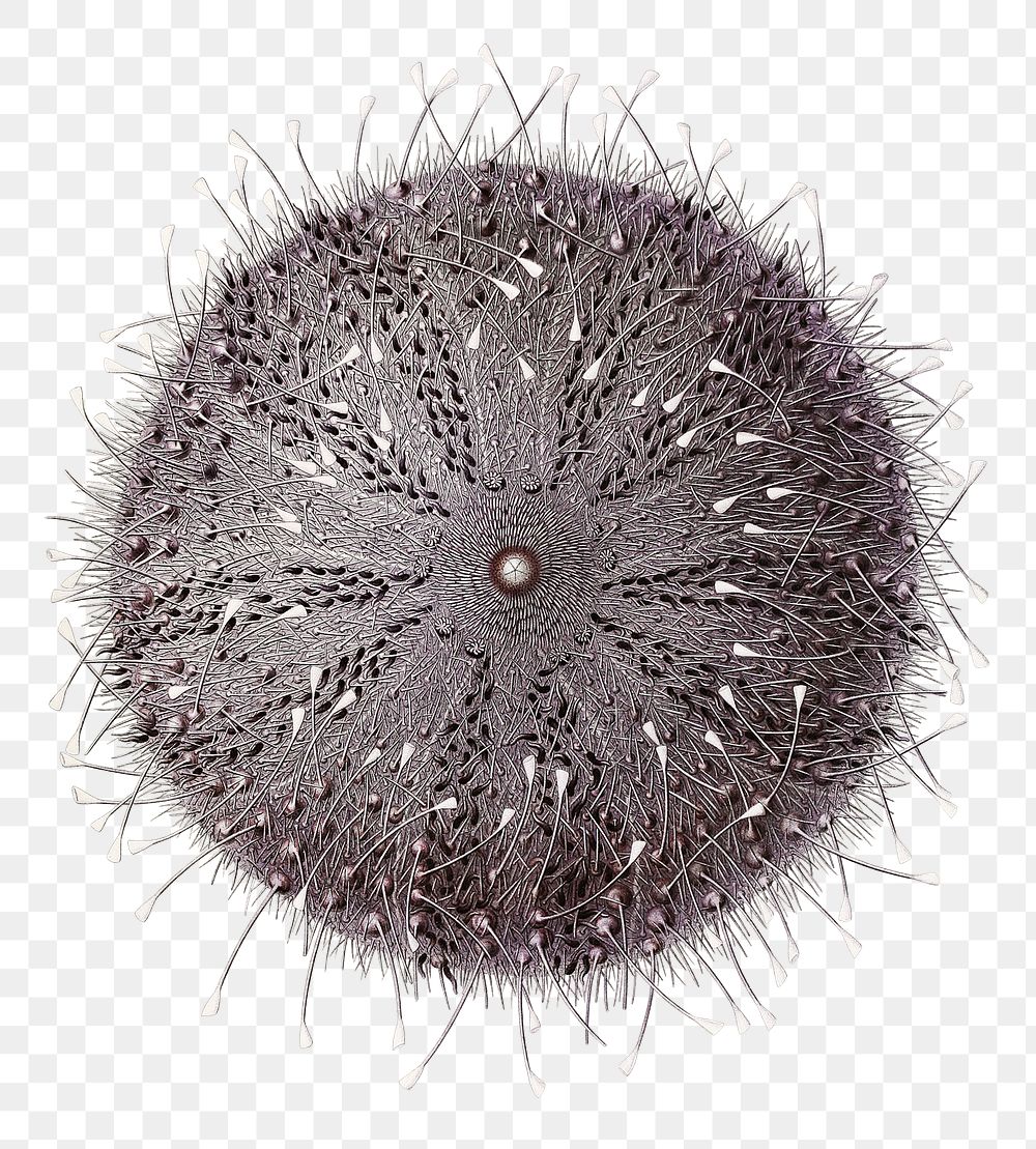  Png sea urchin sticker, transparent background