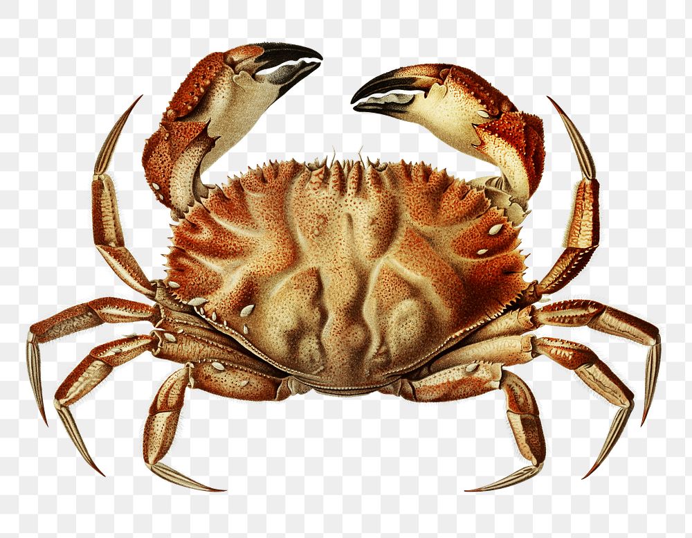 Dungeness crab png vintage sticker, transparent background