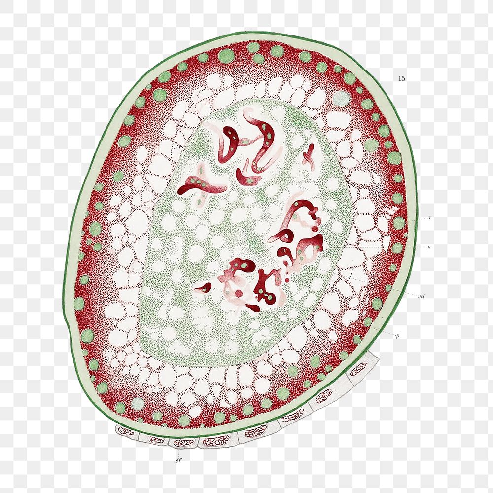 Png marine life cells illustration, transparent background