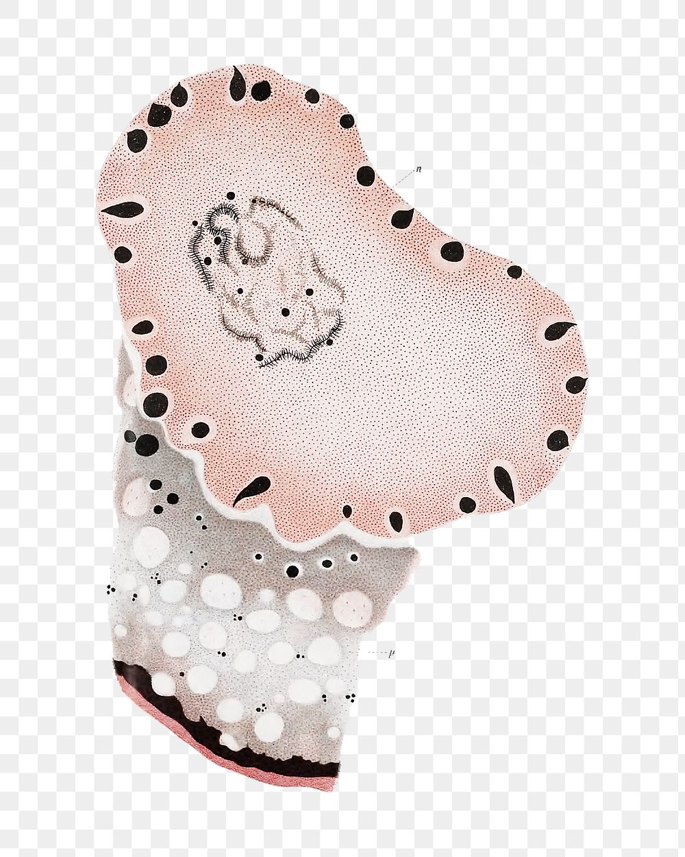 Png marine life cells illustration, transparent background