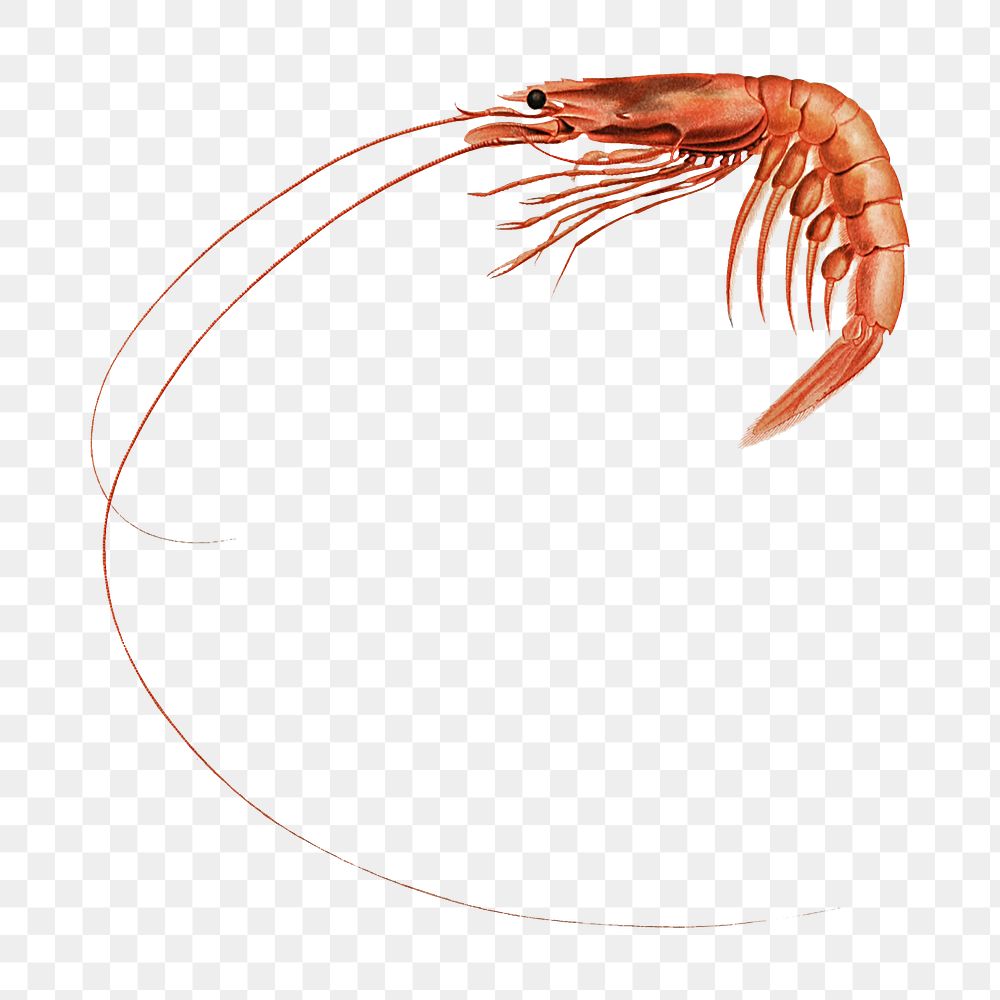 Shrimp png vintage illustration, transparent background
