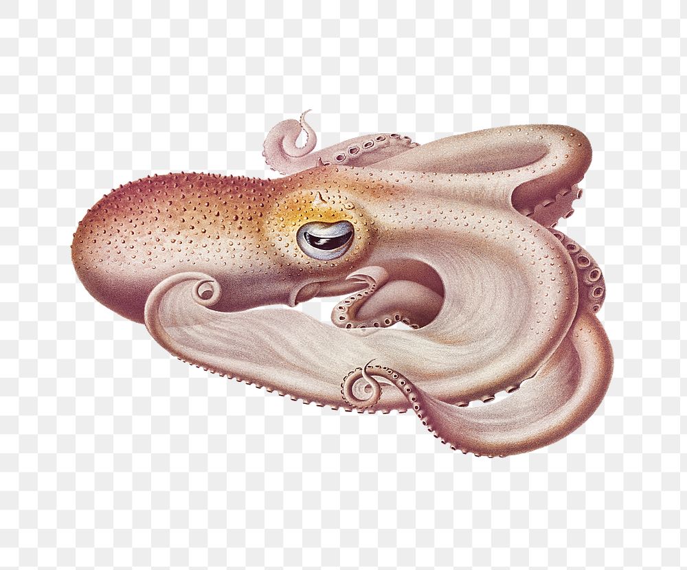 Png ping Velodona octopus sticker, transparent background