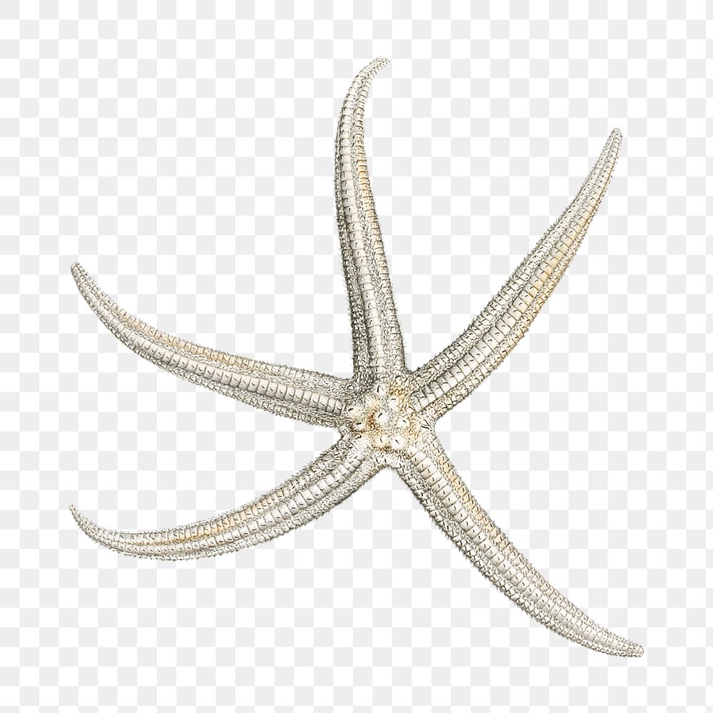 Starfish png vintage illustration, transparent background