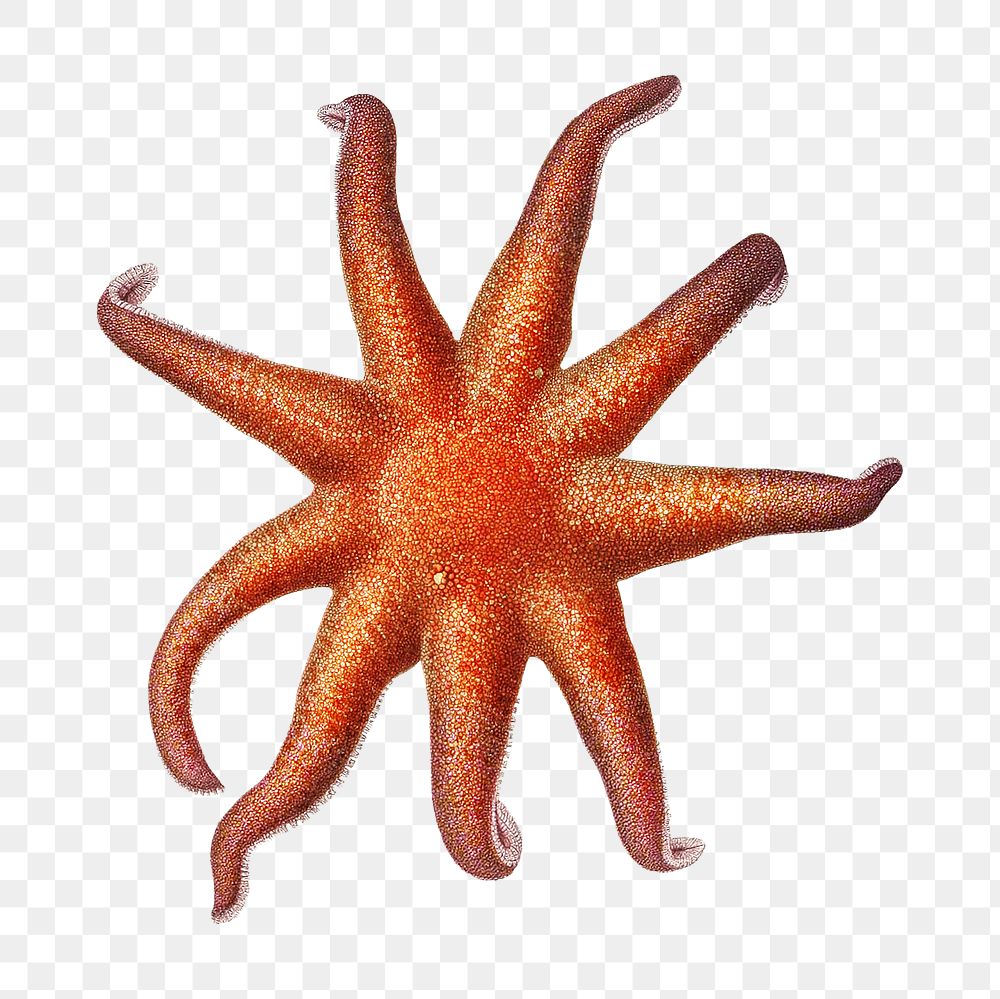 Starfish png vintage illustration, transparent background