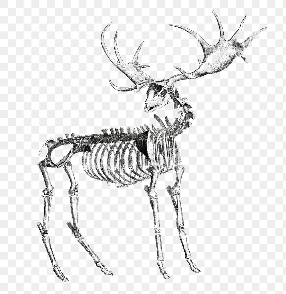 Elk skeleton png, transparent background