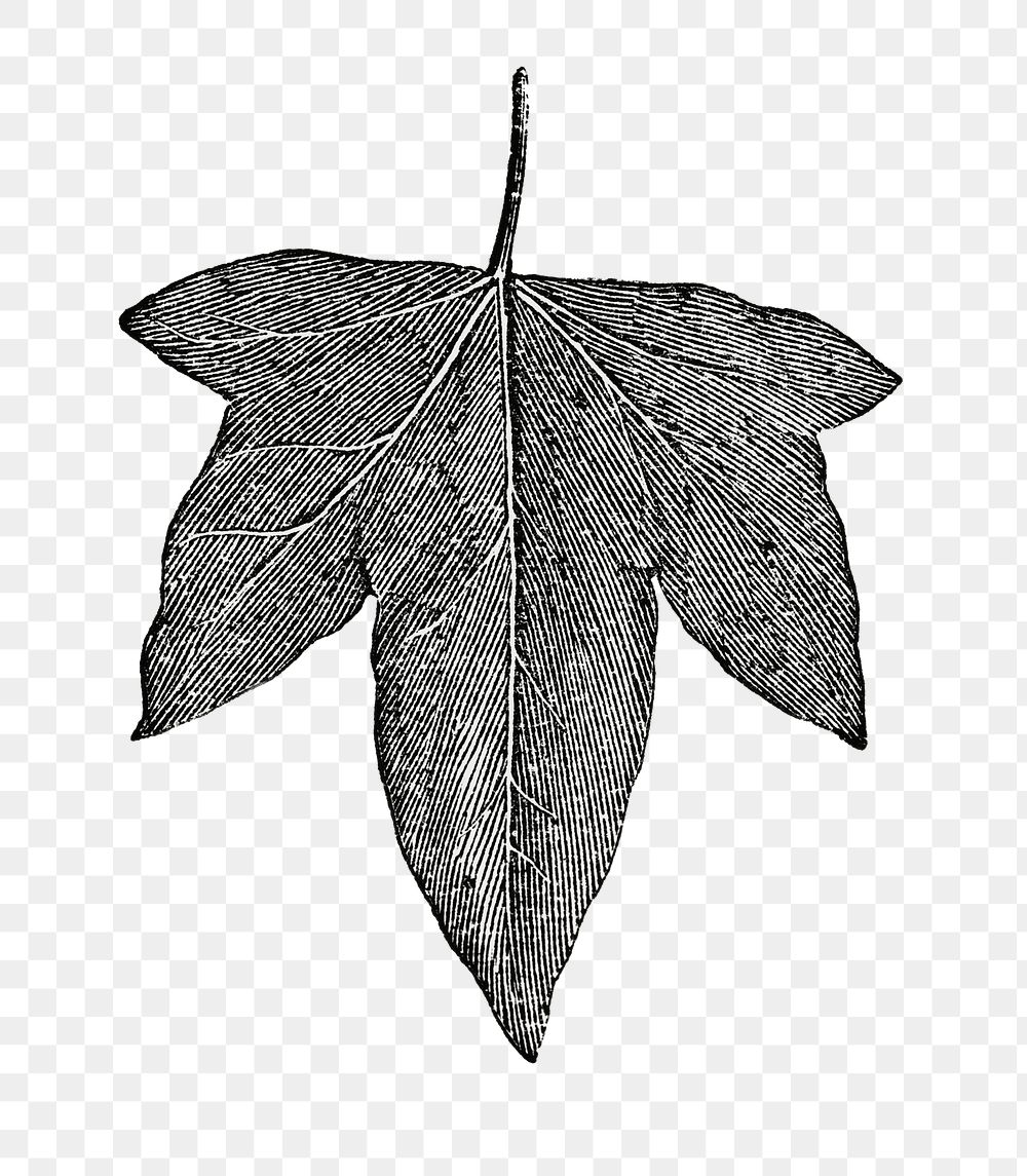  Crenata leaf png vintage sticker, transparent background