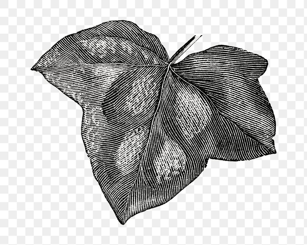 Ivy leaf png vintage illustration, black and white design on transparent background