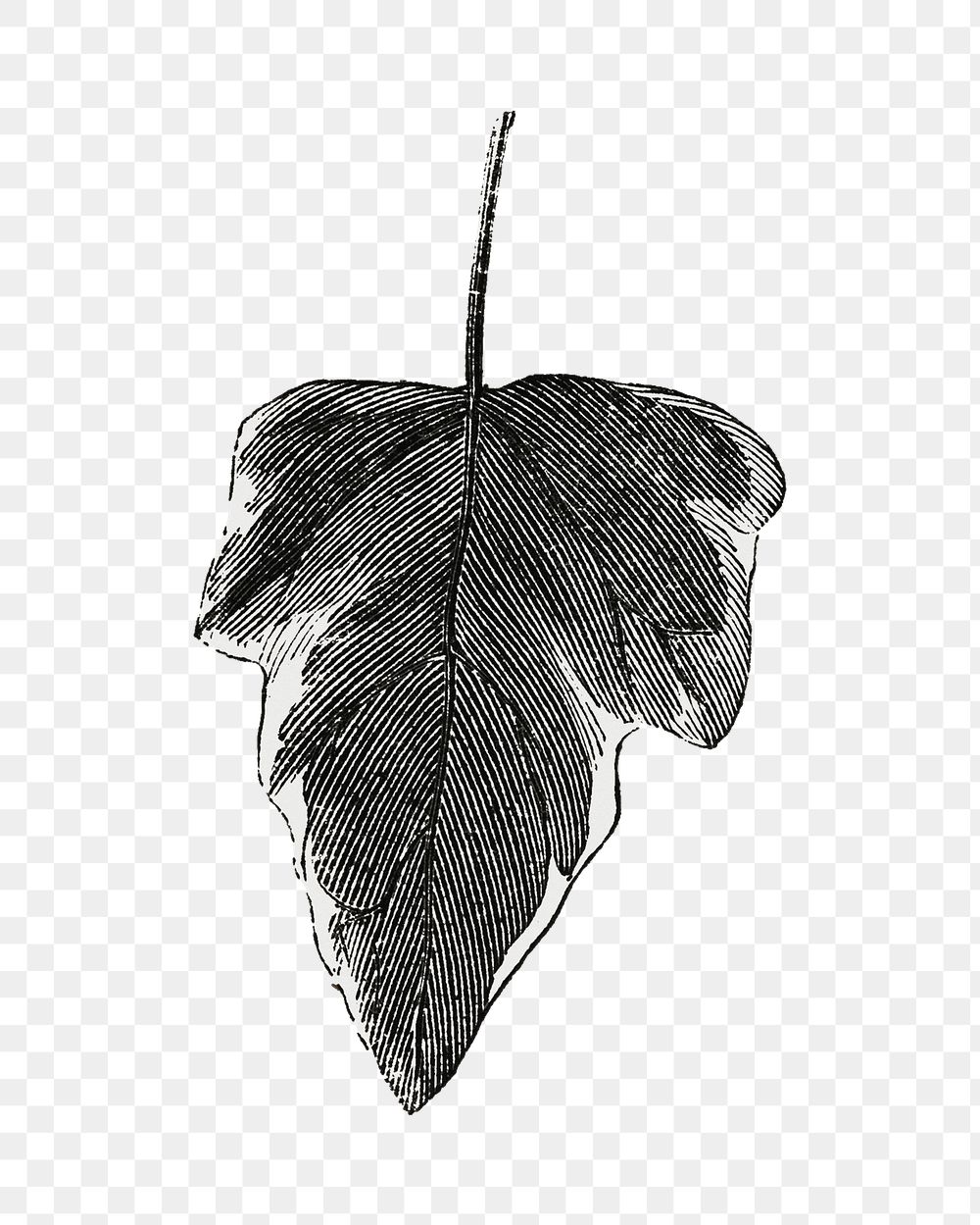 Ivy leaf png vintage illustration, black and white design on transparent background