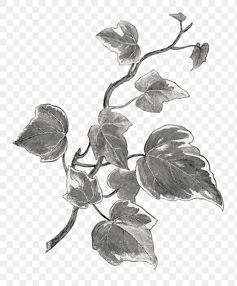 Marginata medi leaf png, vintage botanical, transparent background