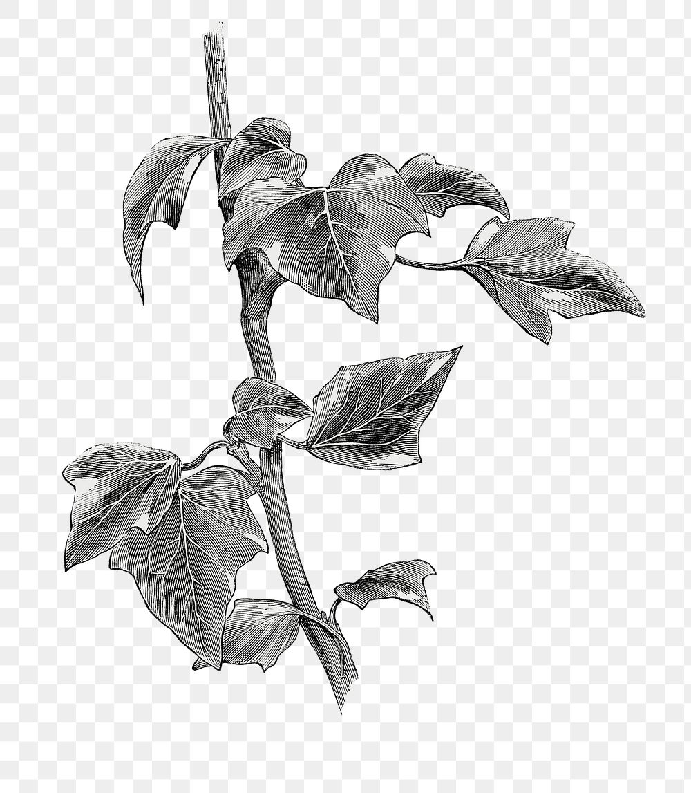 Marginata minor leaf png vintage botanical, transparent background