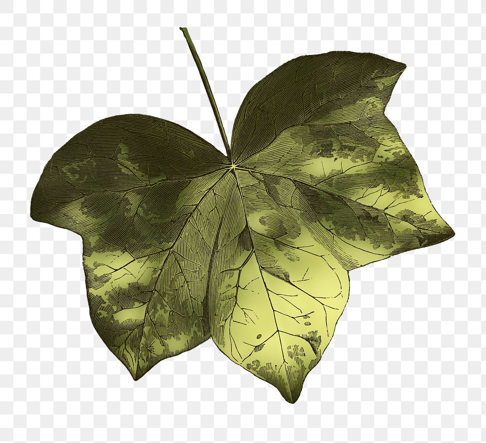  Maculata leaf png vintage sticker, transparent background
