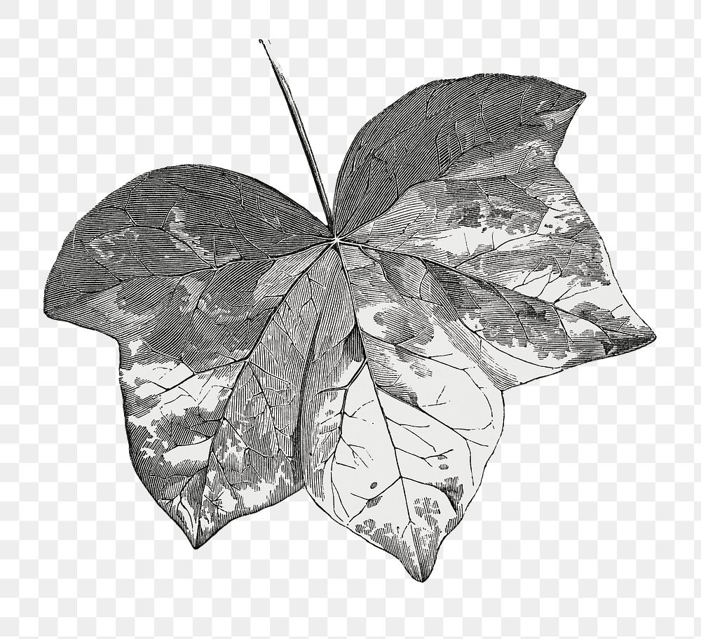  Maculata leaf png vintage sticker, transparent background