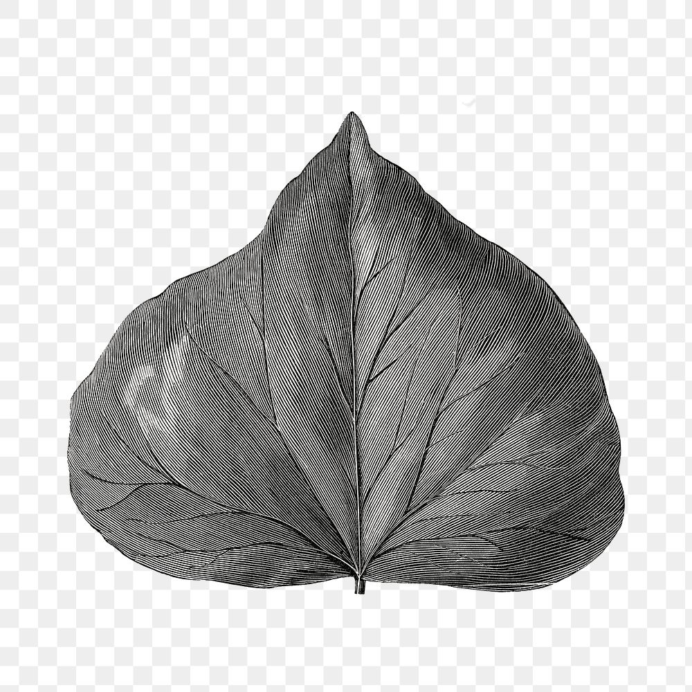 Leaf png vintage illustration, black and white design on transparent background