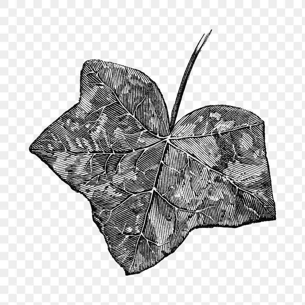 Ivy leaf png vintage illustration, black and white design on transparent background