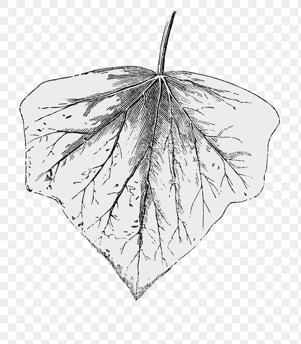  Chrysophila leaf png vintage sticker, transparent background