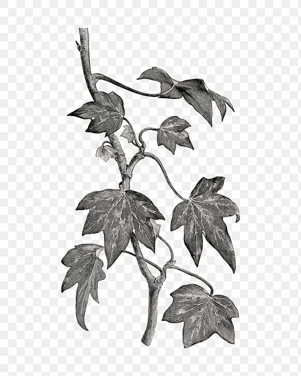 Ivy plant png vintage illustration, black and white design on transparent background