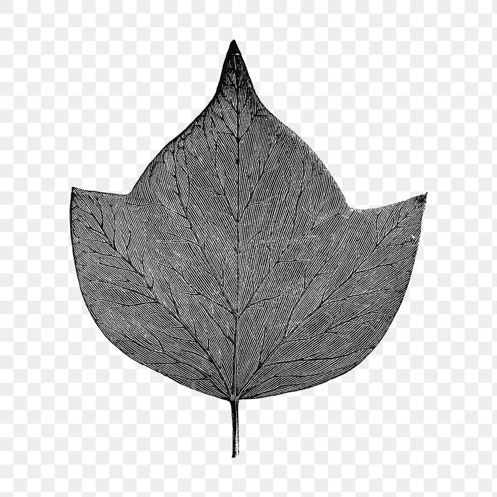 Leaf png vintage illustration, black and white design on transparent background