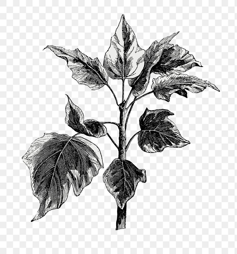 Argentea minor leaf png vintage botanical, transparent background