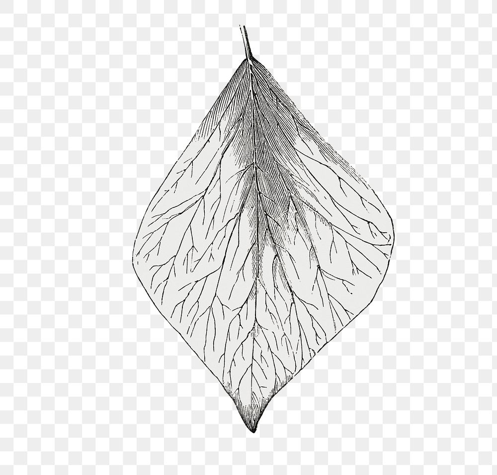  Aurea leaf png vintage sticker, transparent background