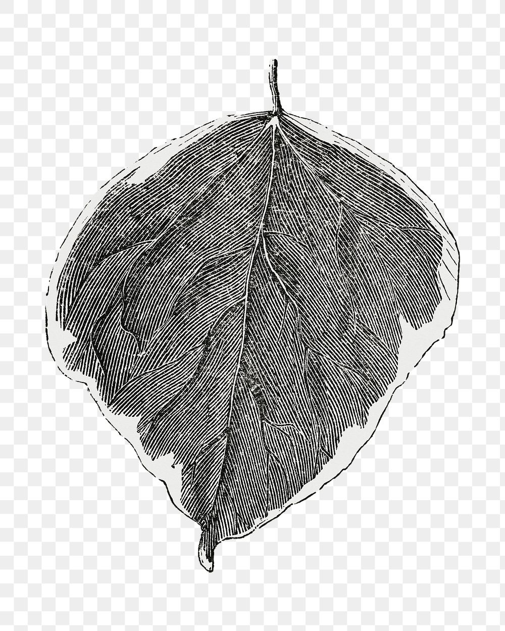 Leaf png vintage illustration, black and white design on transparent background