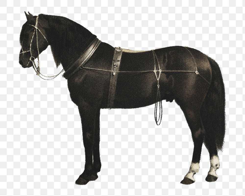 Vintage painting png Orloffer horse, design element, transparent background