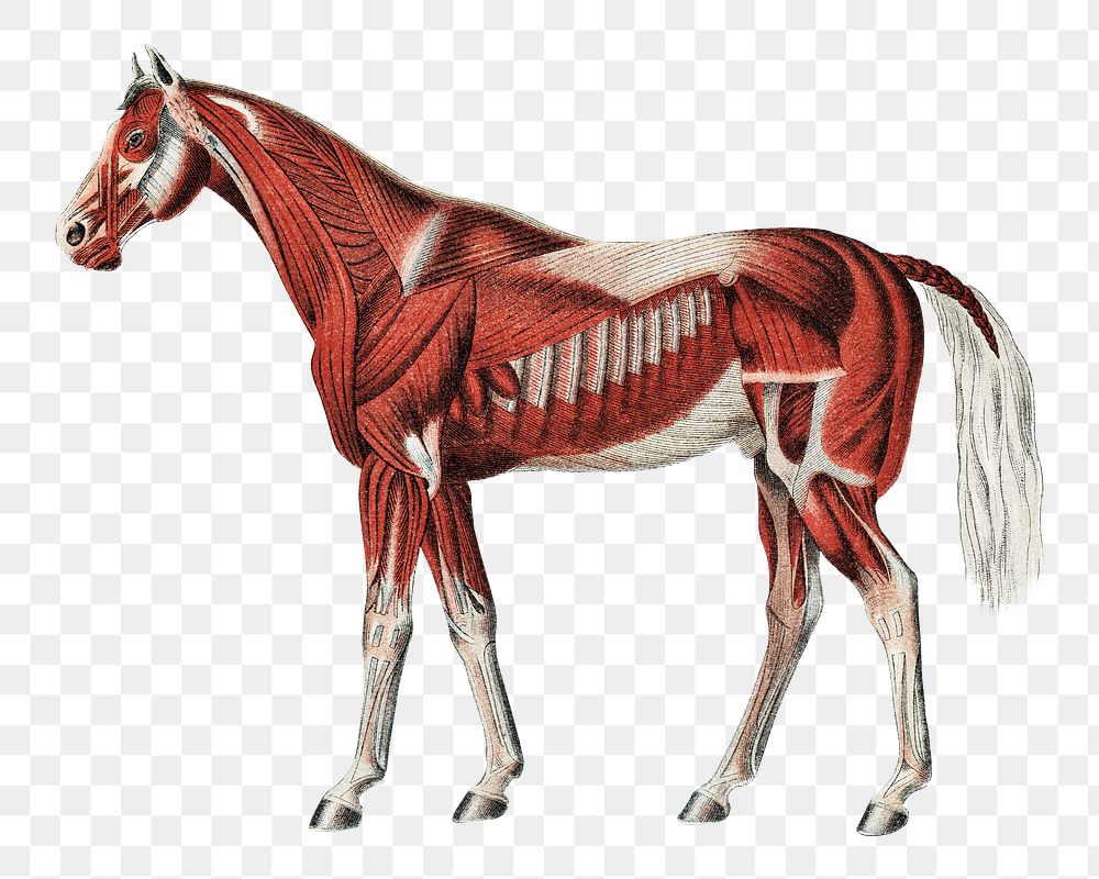Horse anatomy png vintage illustration on transparent background