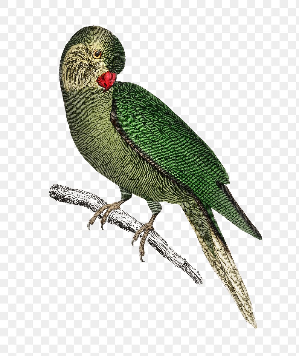 Green parakeet png sticker, transparent background