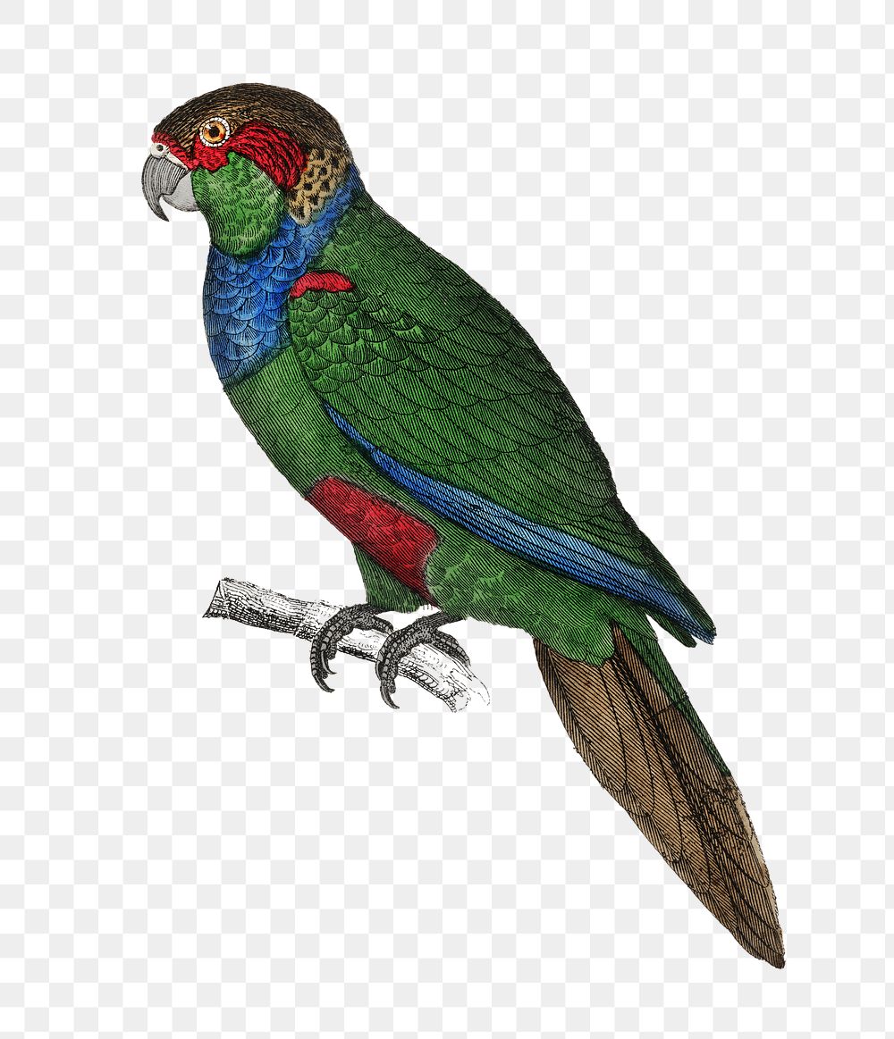 Png rare color parakeets vintage sticker, transparent background