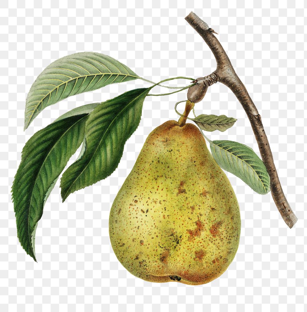 Green pear png vintage sticker, transparent background 