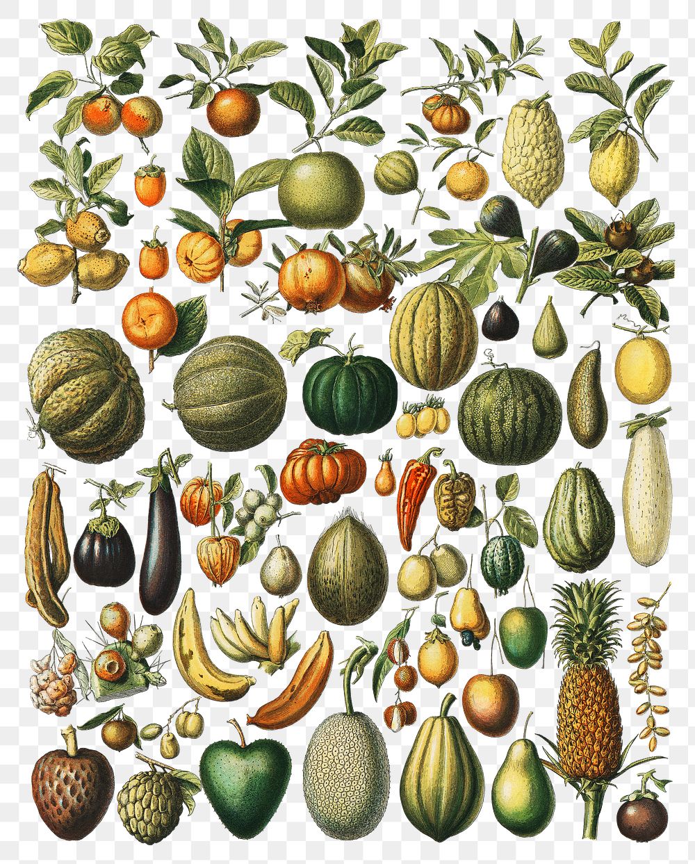 Png vintage fruits & vegetables sticker set, transparent background