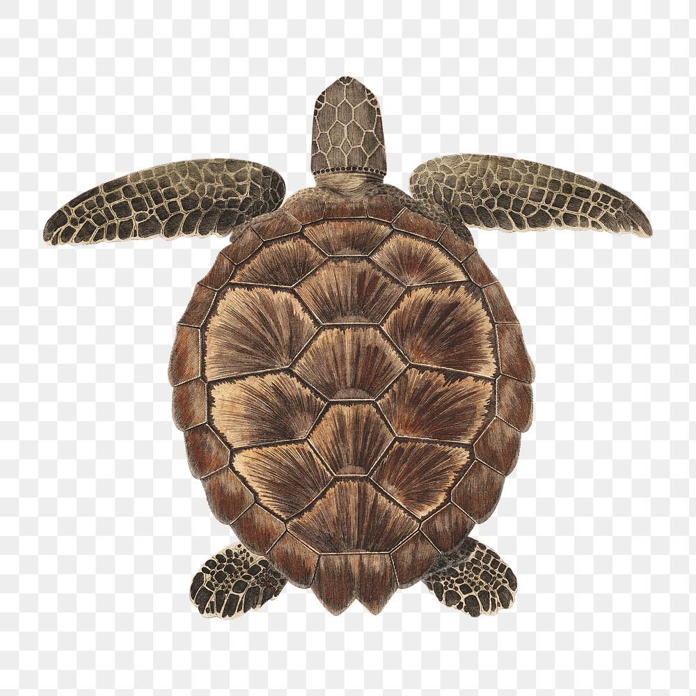 Tortoise png, vintage animal illustration by James Heath, transparent background. Remixed by rawpixel.