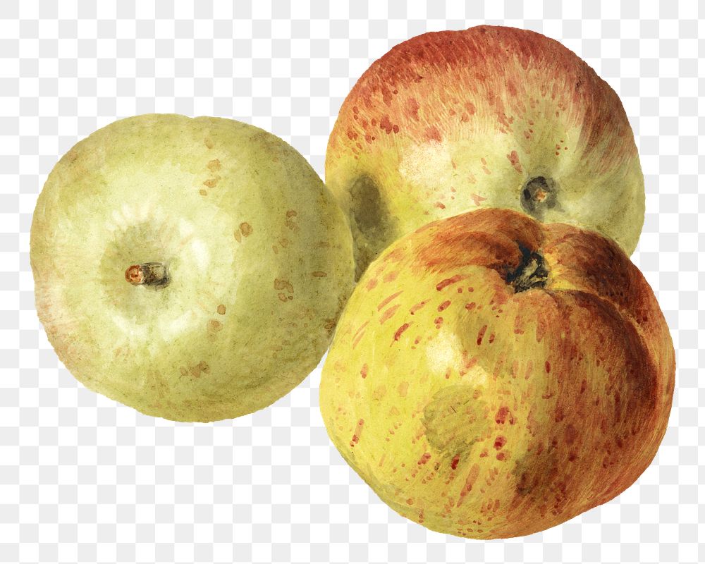 Asian pear png, fruit still life illustration by James Sillett, transparent background. Remixed by rawpixel.