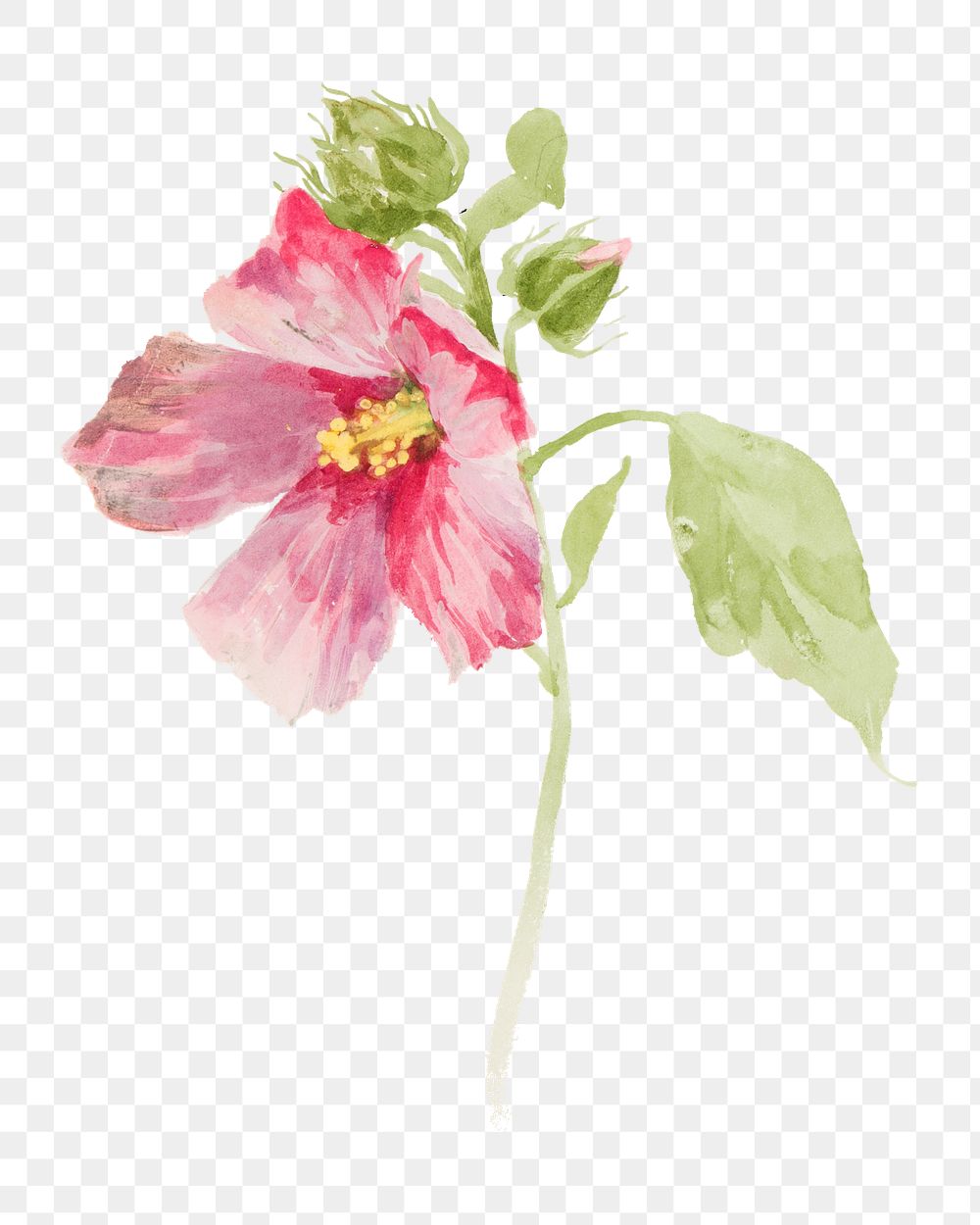 Mallow flower png watercolor illustration element, transparent background. Remixed from vintage artwork by rawpixel.