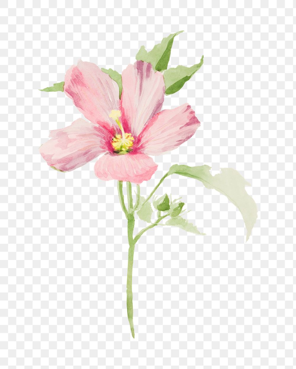 Mallow flower png watercolor illustration element, transparent background. Remixed from vintage artwork by rawpixel.