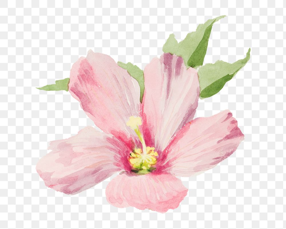 Mallow flower png watercolor illustration element, transparent background. Remixed from vintage artwork by rawpixel.