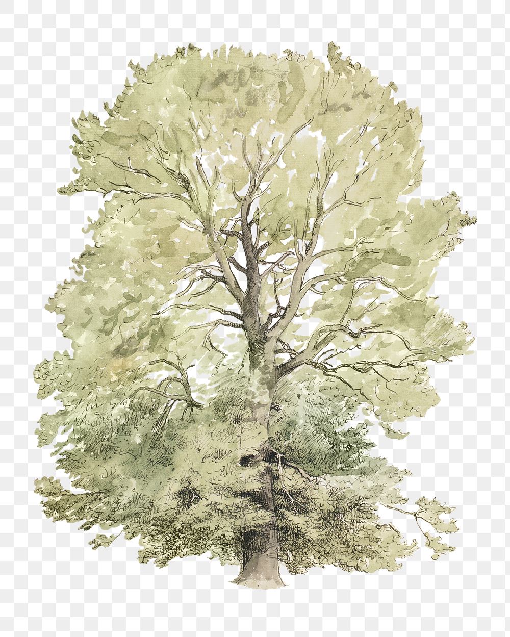 Green tree png watercolor illustration element, transparent background. Remixed from Peter Christian Thamsen Skovgaard…