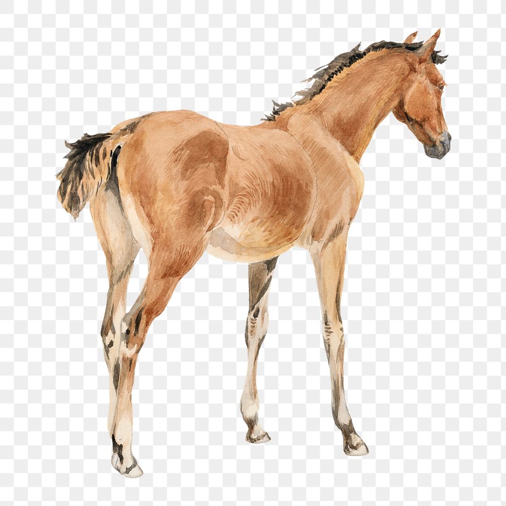Horse foal png watercolor illustration element, transparent background. Remixed from John Frederick Tayler artwork, by…