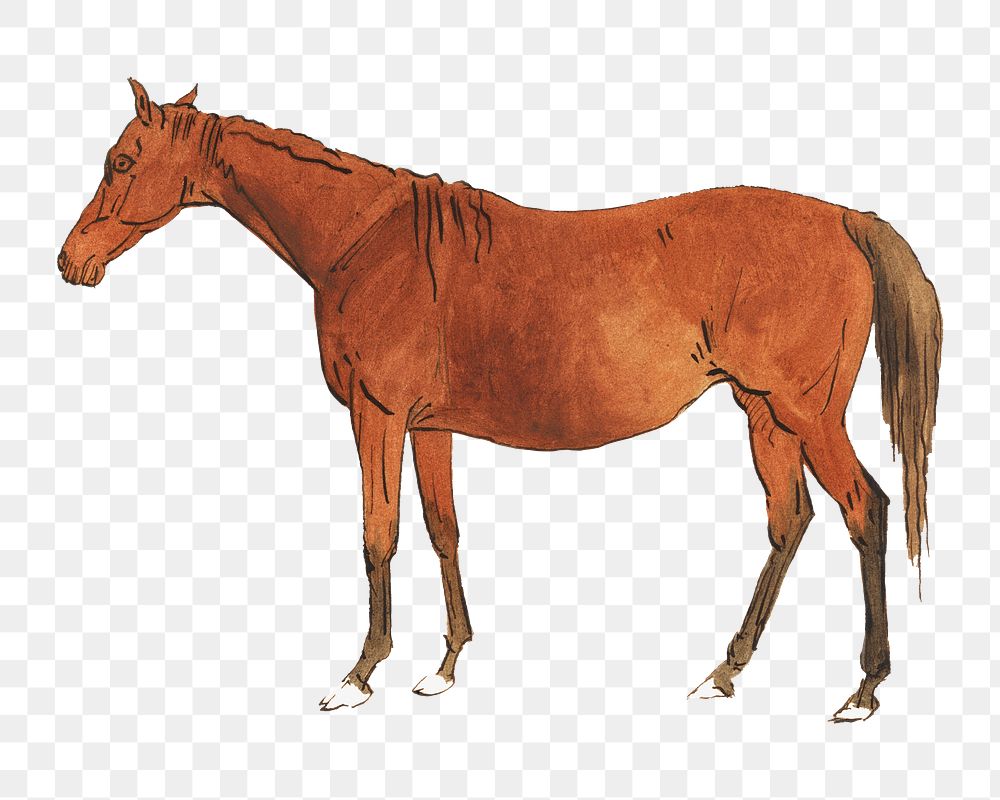 Brown horse png watercolor illustration element, transparent background. Remixed from Sawrey Gilpin artwork, by rawpixel.