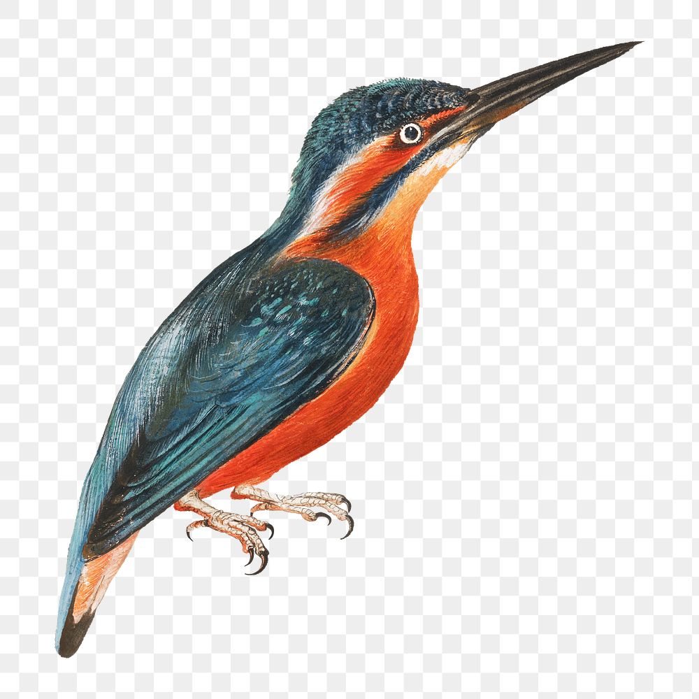 Kingfisher bird png watercolor illustration element, transparent background. Remixed from Thomas Atwood artwork, by rawpixel.