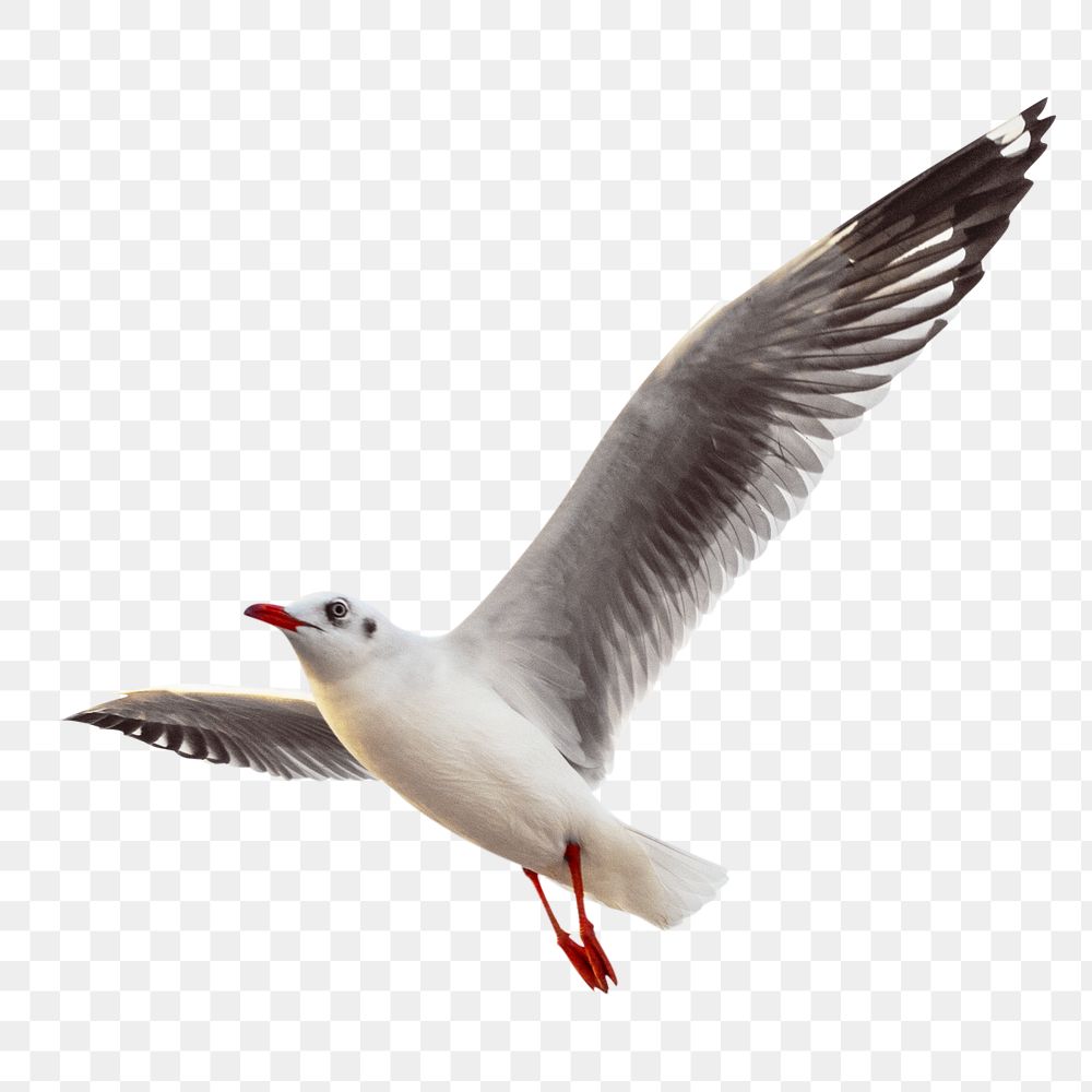 PNG seagull bird, collage element, transparent background