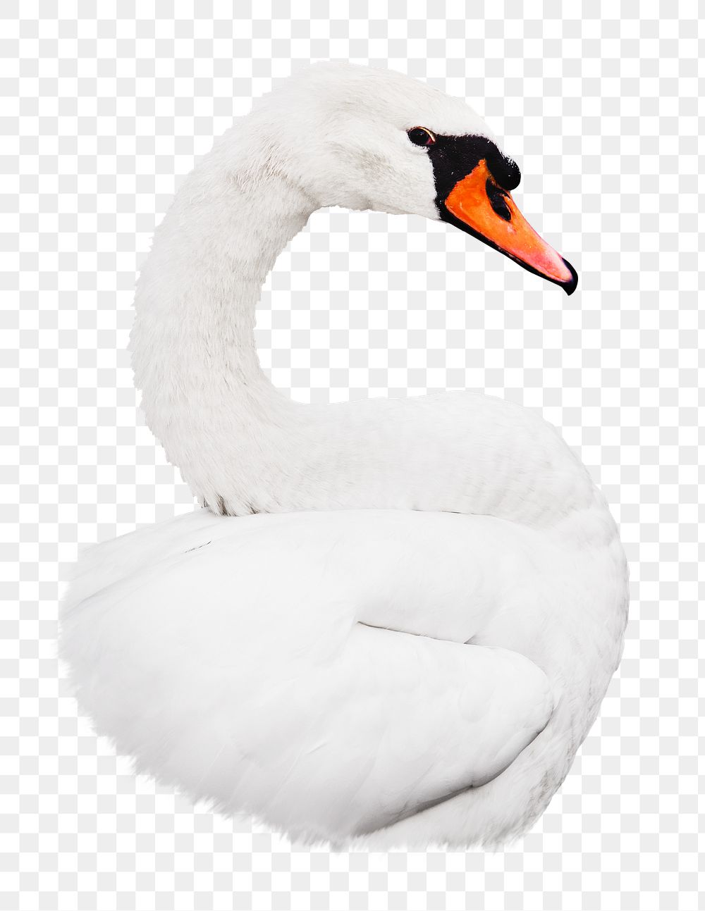PNG Swan, collage element, transparent background