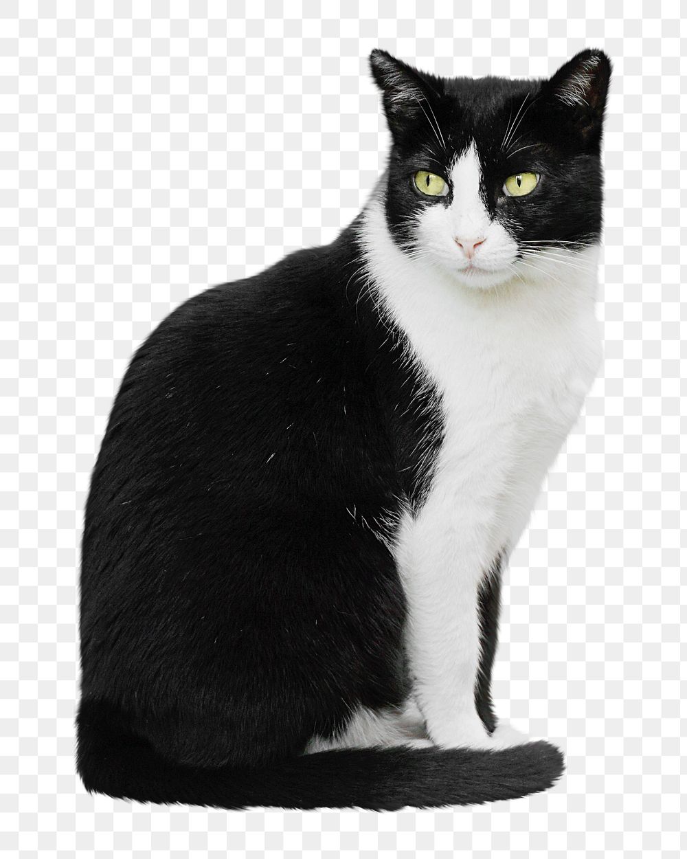 PNG cute cat, collage element, transparent background