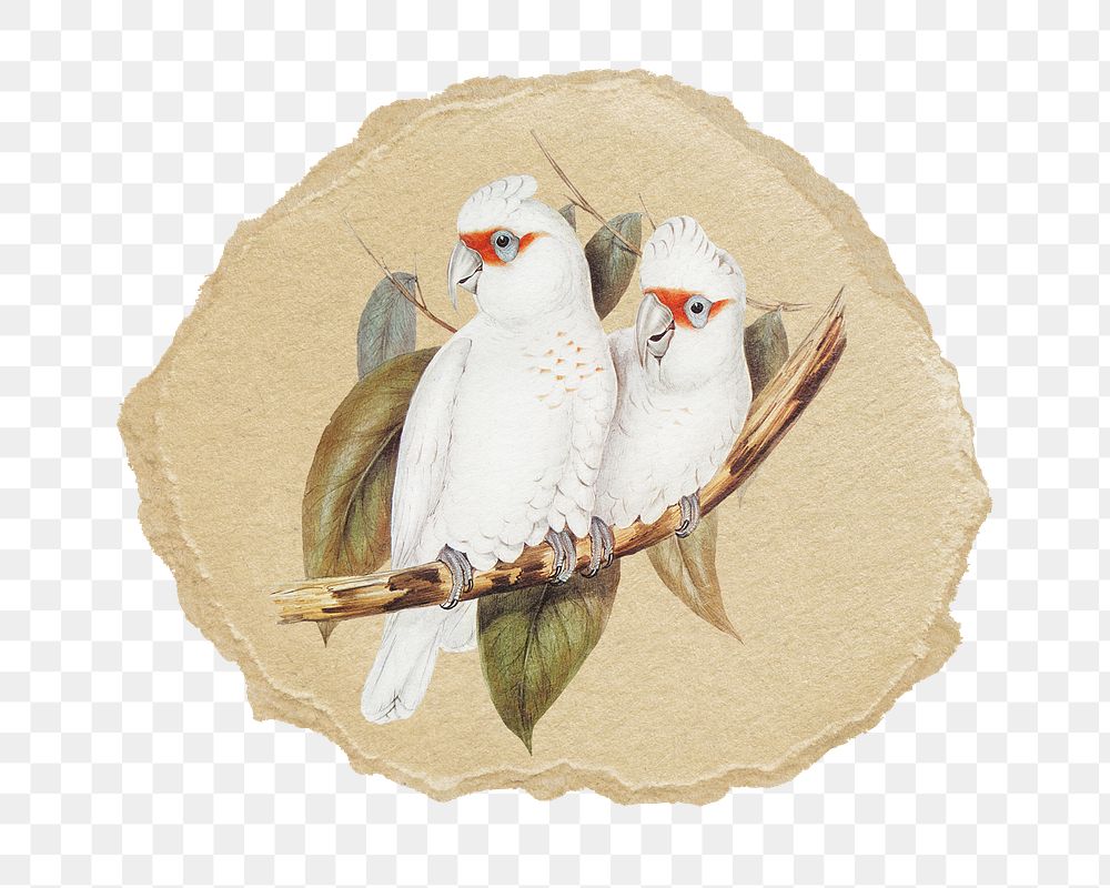 PNG Long-billed cockatoo bird illustration, ripped paper transparent background. Remixed by rawpixel.