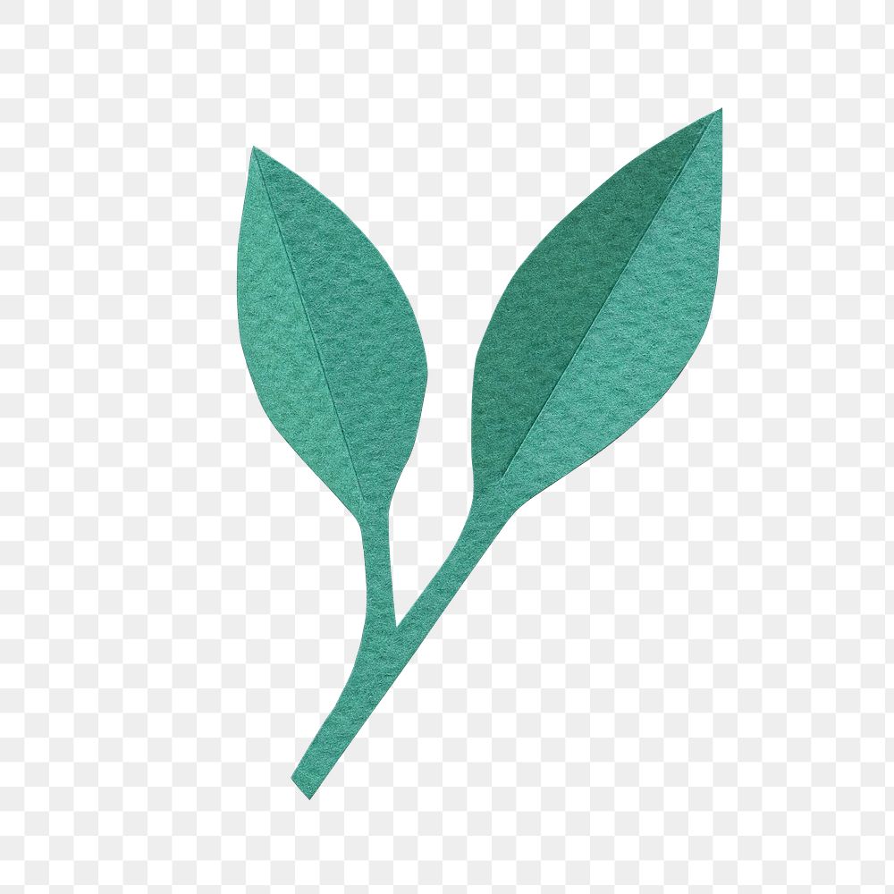 Green leaf png sticker, transparent background