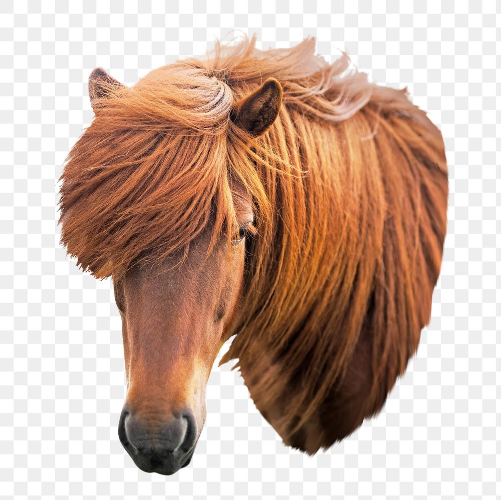 PNG Icelandic horse, collage element, transparent background